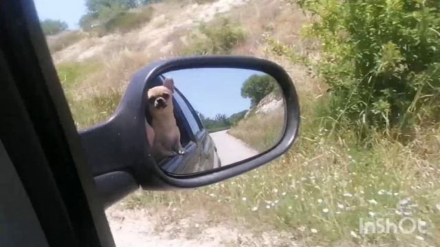 Карамелька едет на море