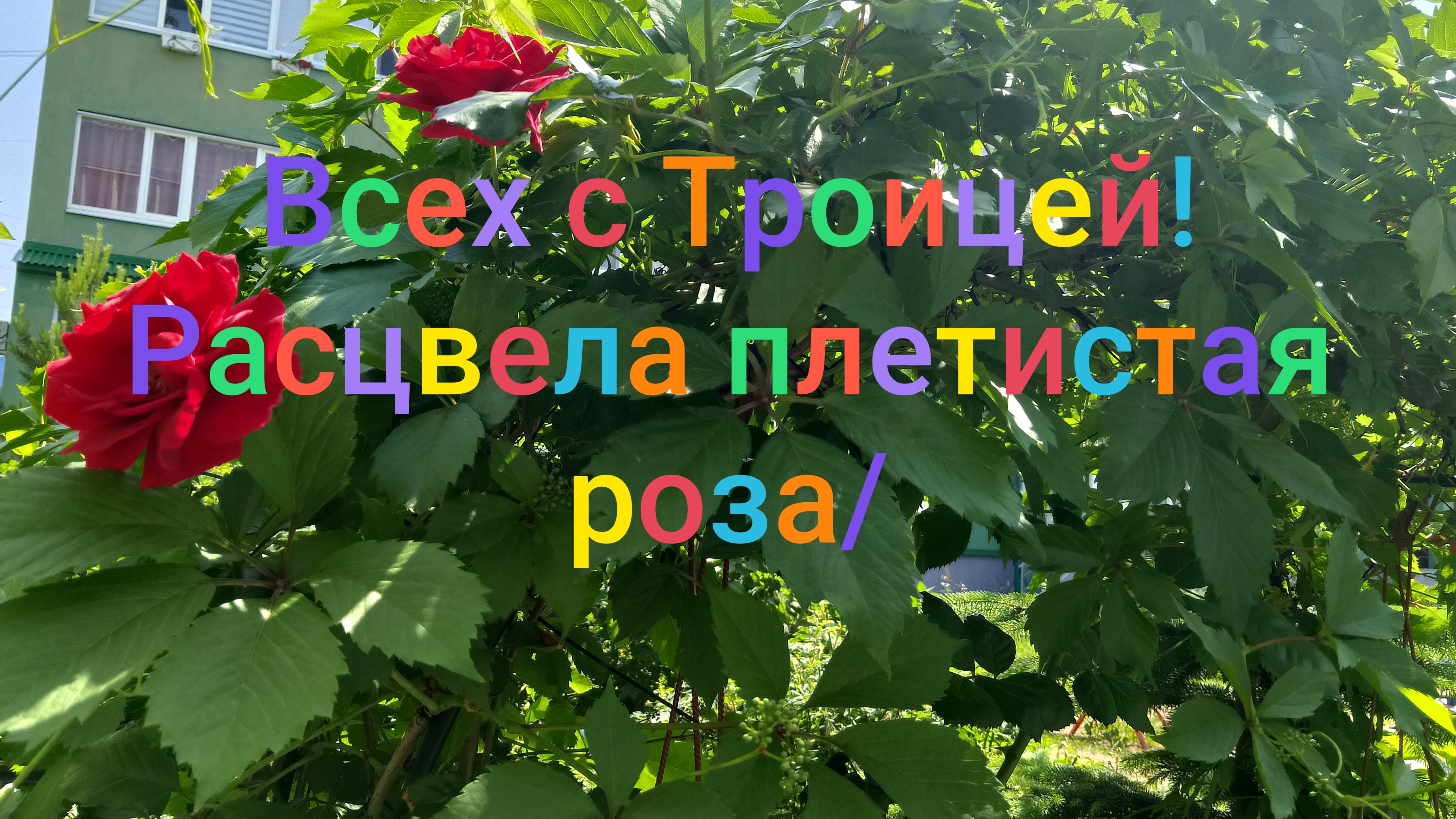 Всех с Троицей! Зацвела плетистая роза/