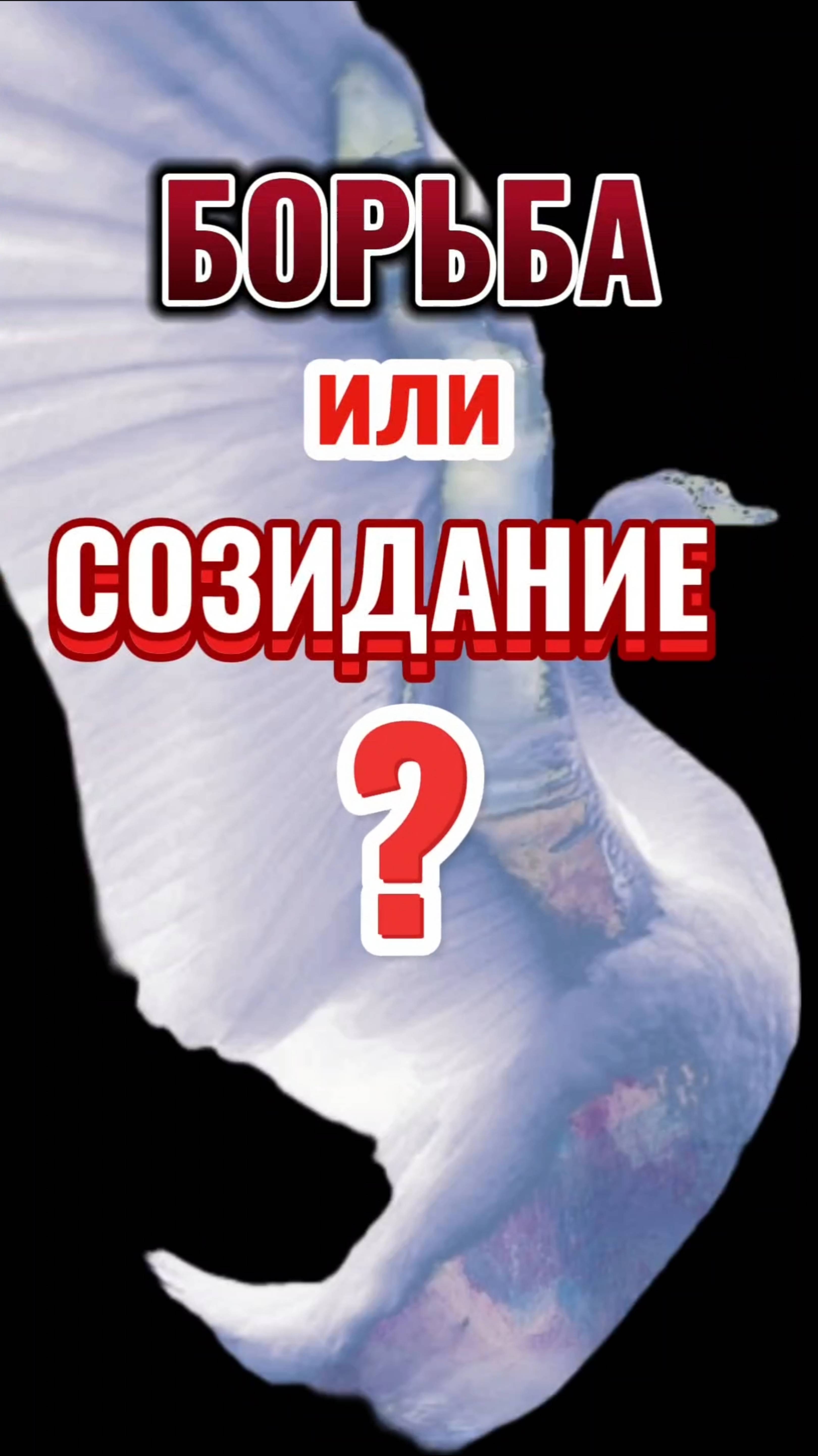 БОРЬБА или СОЗИДАНИЕ?