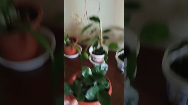 набор растений
