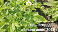 Наш огород июня 2025.О вредителях растений.О рассаде помидоров🍅О моем эксперименте🤗Воронежская обл