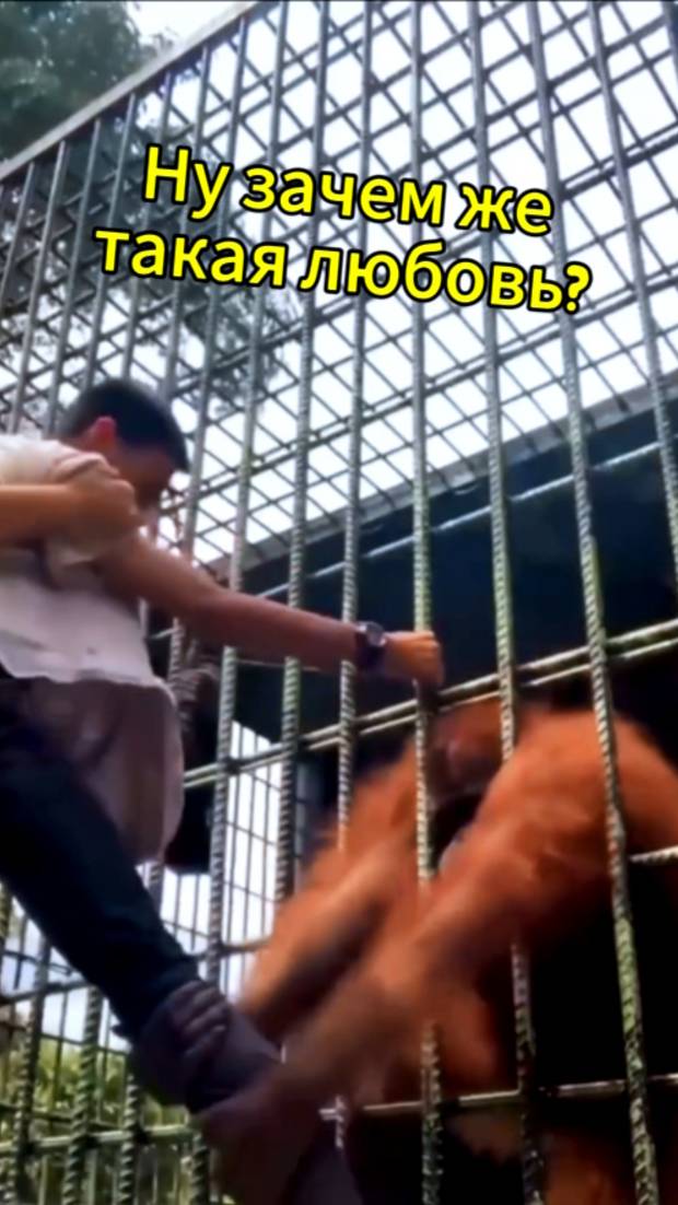 Ну зачем же такая любовь?