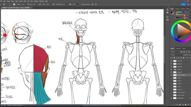 08. Basic Info On Anatomy For Active Study