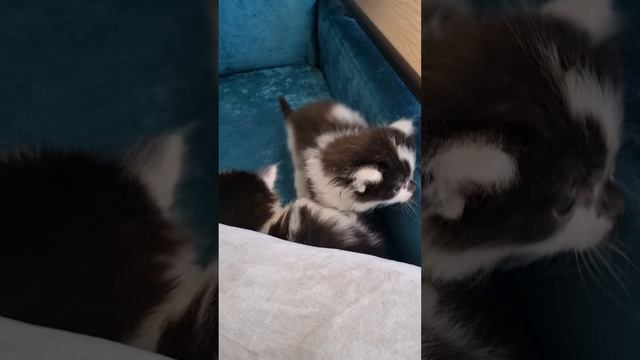 котята
