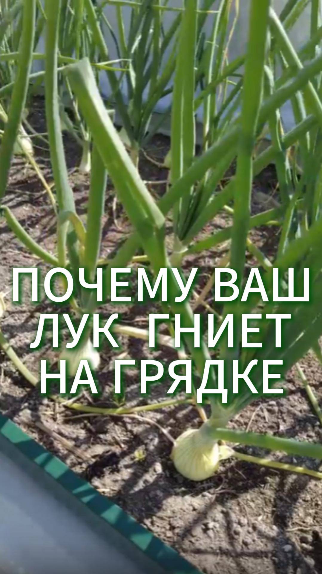 ПОЧЕМУ ВАШ ЛУК ГНИЕТ НА ГРЯДКЕ #огород #садоводничество #сад