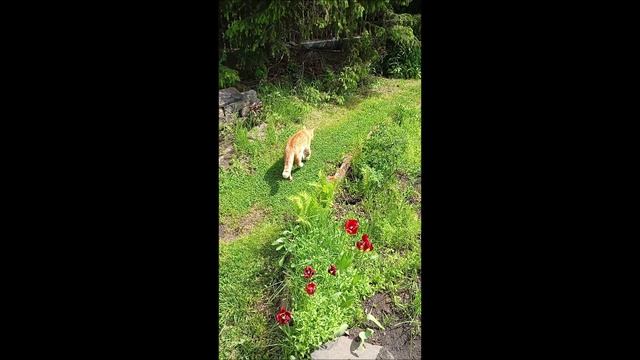 Кот. Фокс