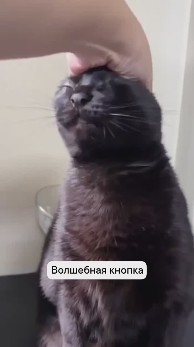 Волшебная кнопка кота