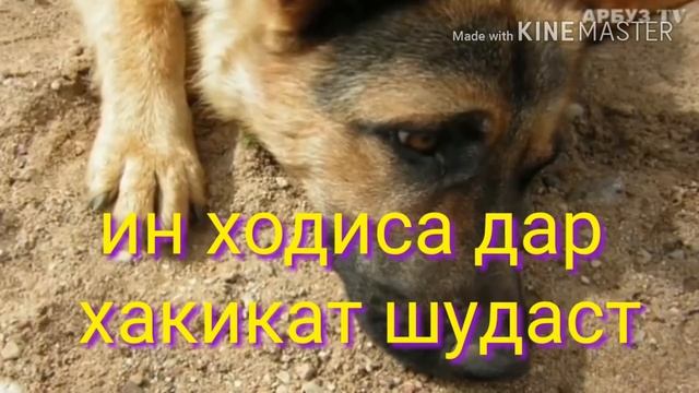 накли саги вафодор 08-06-2025