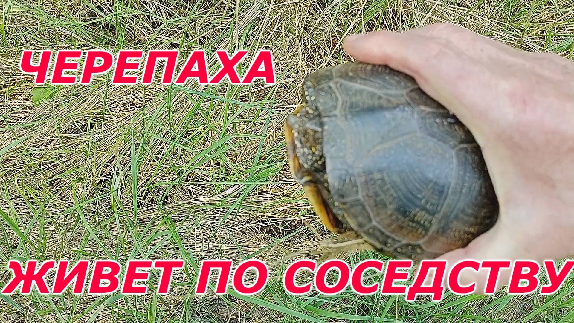 У НАС ЗА ДОМОМ ЖИВЕТ ЧЕРЕПАХА.