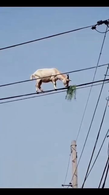 🐐👍😄