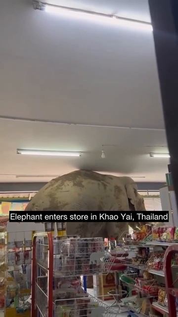 Слон ограбил магазин в Тайланде.