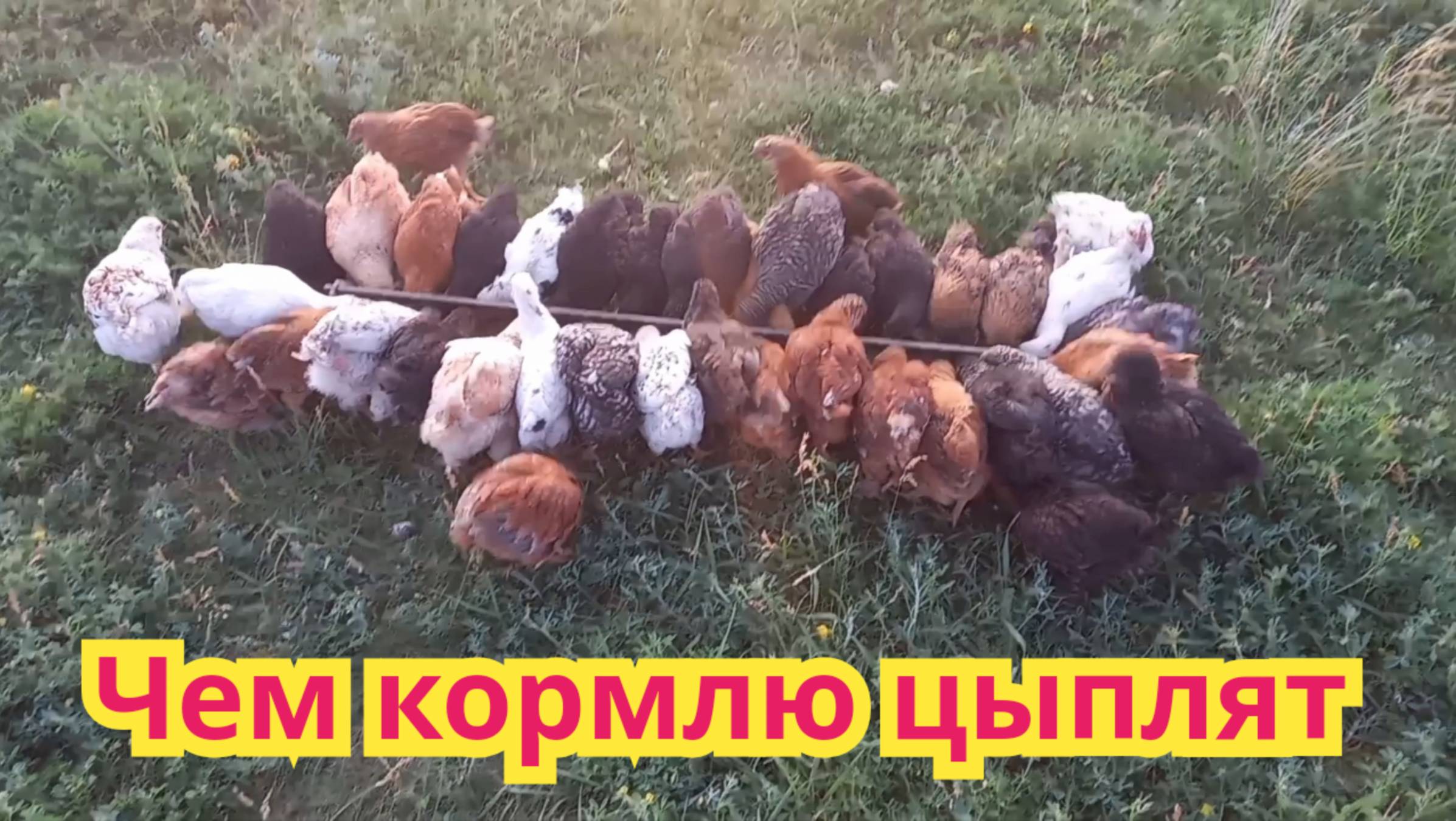 Чем кормлю цыплят в 1,5 месяца.
