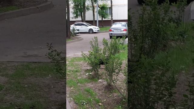 кошечка