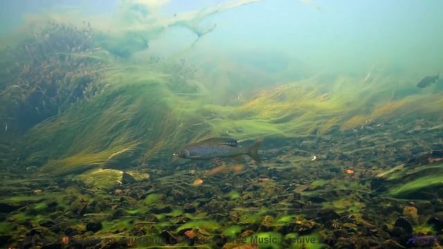 Никто не останется равнодушным к такому сочетанию - Splish Splash -- SUPERARE -- IX