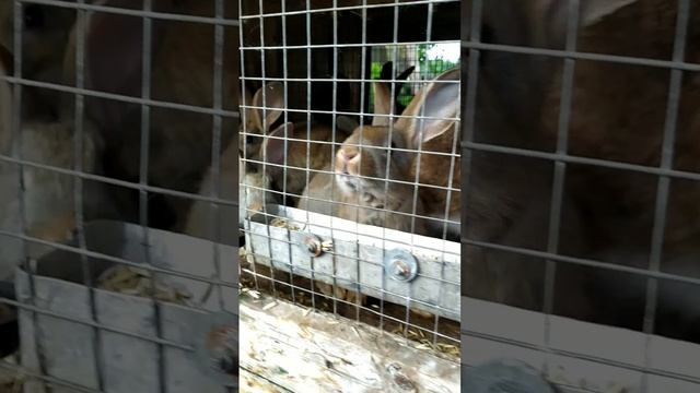 Хозяйство в деревне.