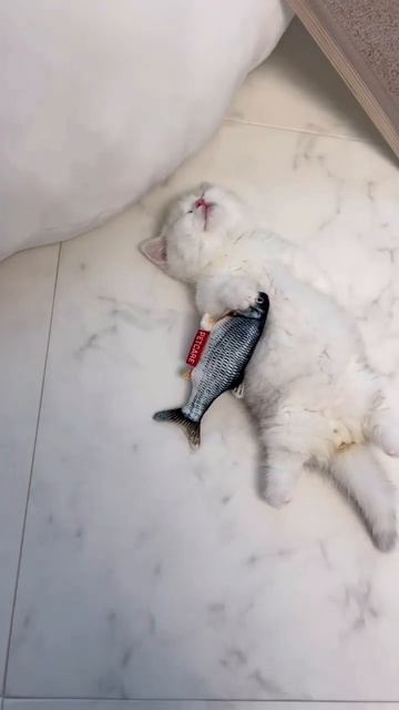 Ещё больше котиков в канале https://t.me/cotorai