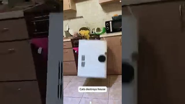 Не зря о ловкости и грациозности кошачьих слагают легенды!