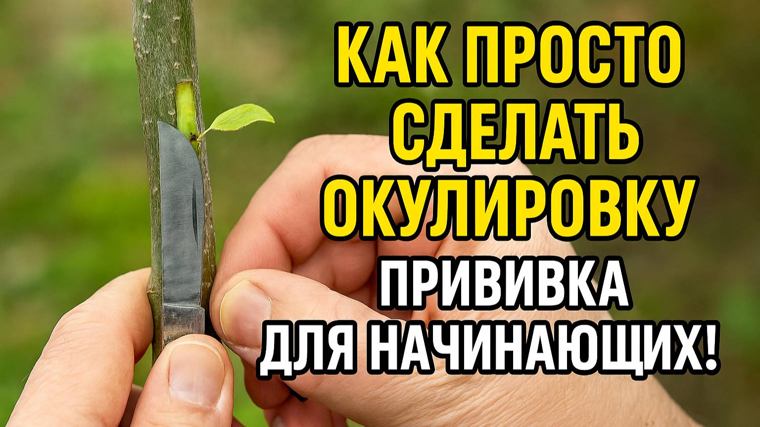Как просто сделать окулировку — прививка для начинающих!