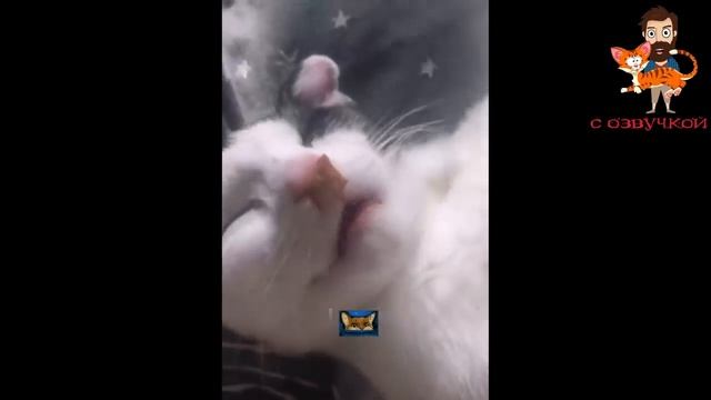 юмор
