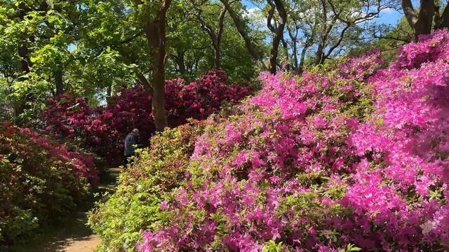 May in London vlog  explore Isabella Plantation, Chelsea in Bloom, Tate Modern with me