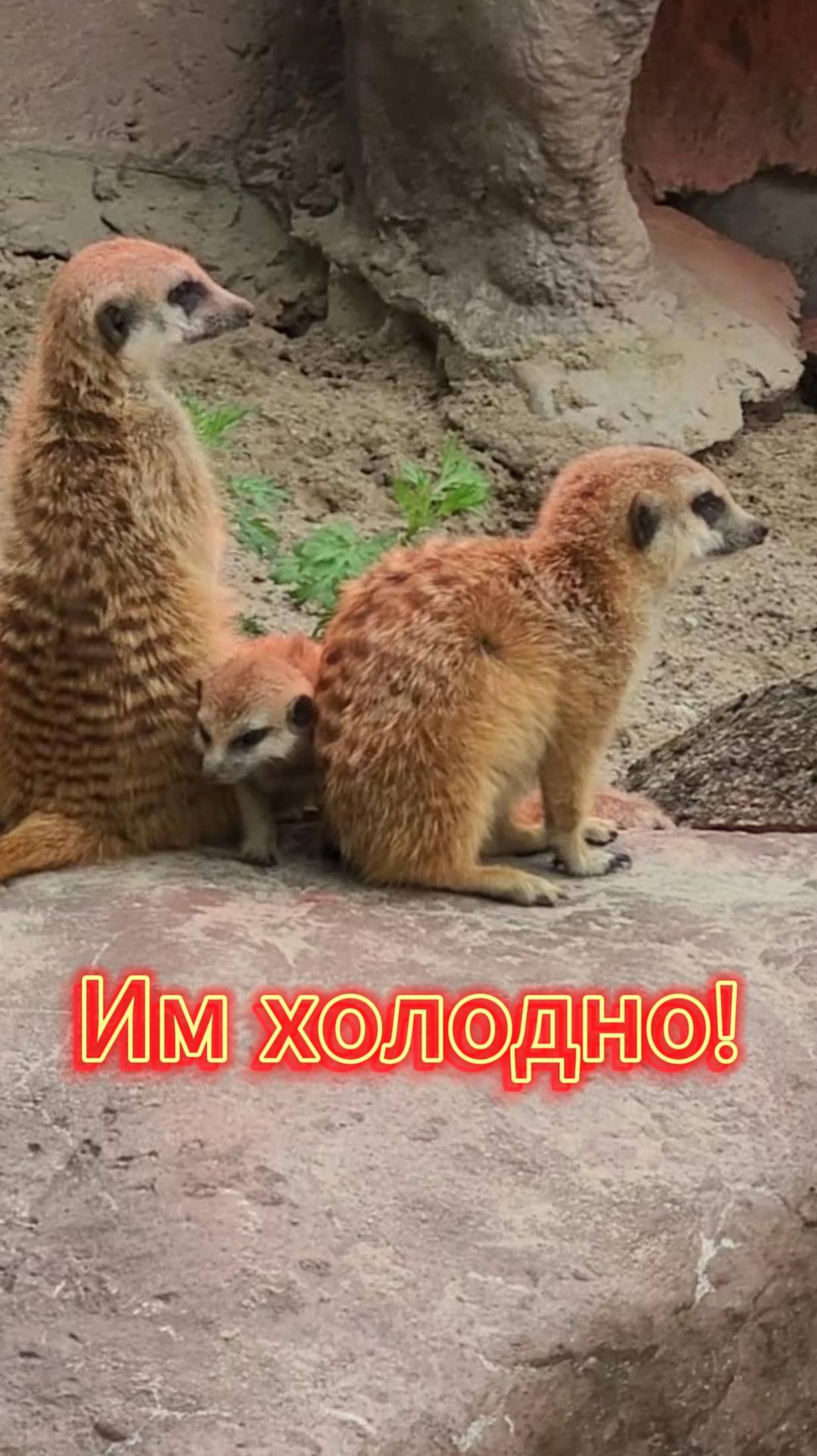 Сурикатам холодно