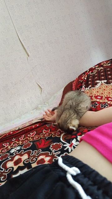 Маленький кусачка😻😻😽😽😽