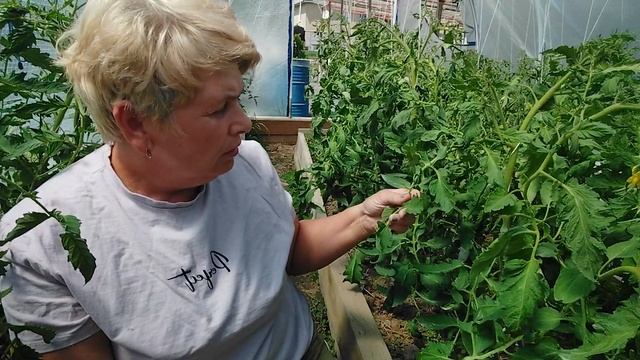 Не цветут томаты, исправляем ошибки.