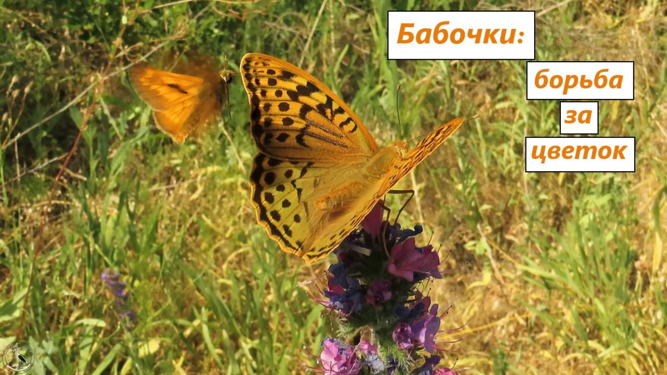 Бабочки: борьба за лучший цветок. Перламутровка пандора и толстоголовка рыжая. 05.06.25