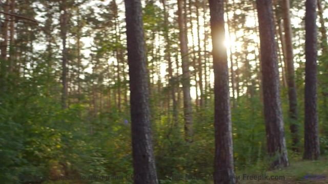 Каждая долина под такую мелодию становится личным раем - Just what I had Saw in the Lands down there