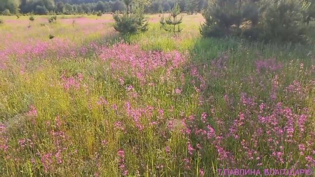 С ПРАЗДНИКОМ СВЯТОЙ ТРОИЦЫ.