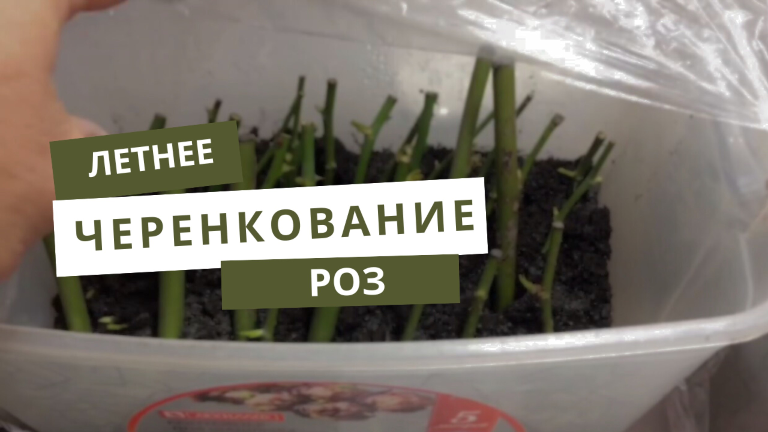 ЛЕТНЕЕ ЧЕРЕНКОВАНИЕ РОЗ БЫСТРЫЙ РЕЗУЛЬТАТ