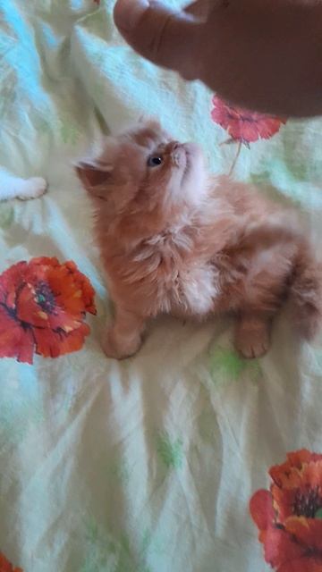 Персидские котята