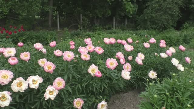 Пион Abalone Pink