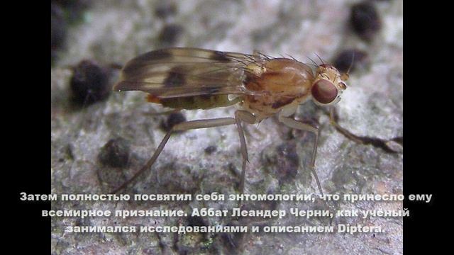 Леандер Черны