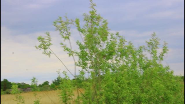 Звуки природы.Звуки разных птиц.09.05.2025.