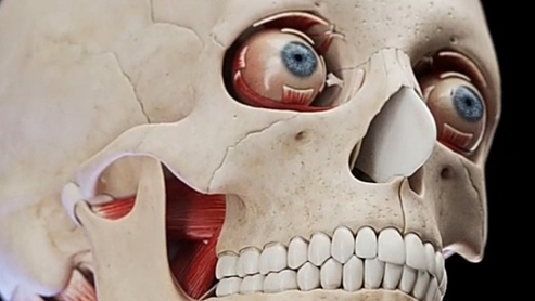 Мышцы и Кости ЧЕРЕПА...💀(3D-анимация)