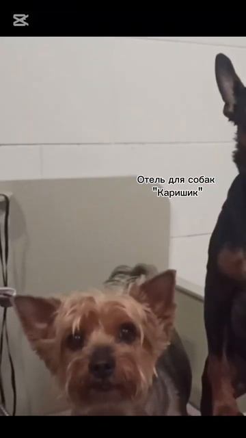 Кокос #каришиквшоке #каришик #каришиквшоке #суперсобака #puppy