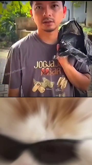 Cat funny #Shorts