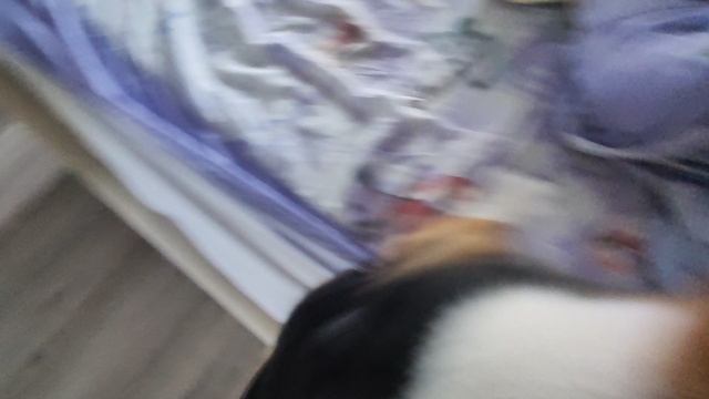 На перегонки с мамой, кто быстрее запрыгнет на кровать гав