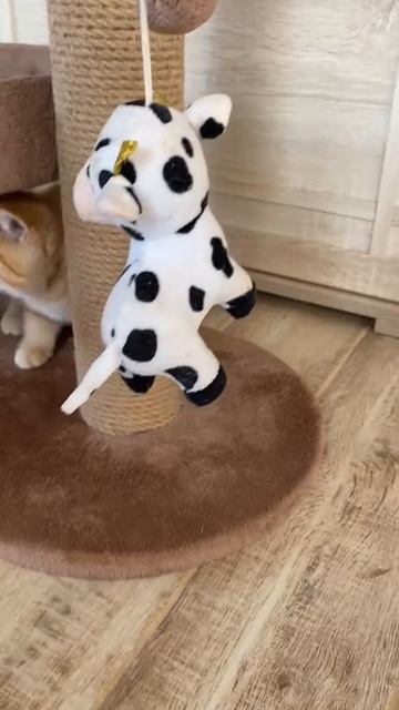 1000049939.mp4