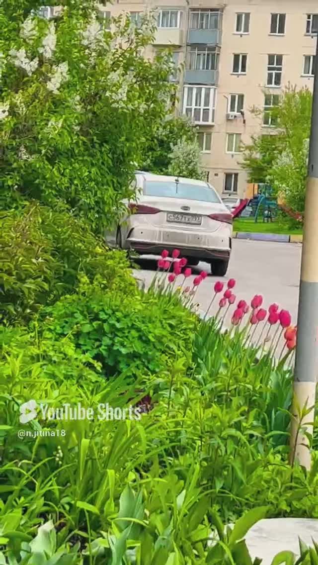 #новокузнецк #automobile #2025 #лето #music #shorts #shortvideo #short #природа #надеждажитина