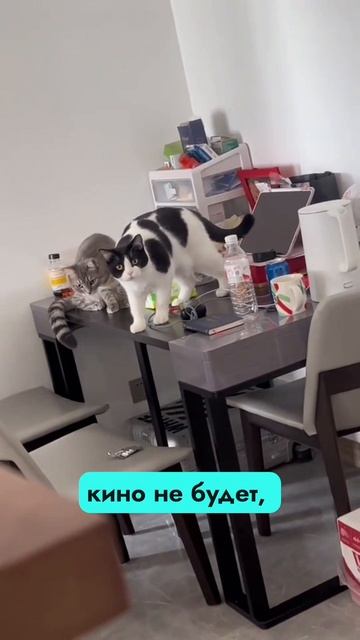 Все, кина не будет. Спалились. #кот #ссср
