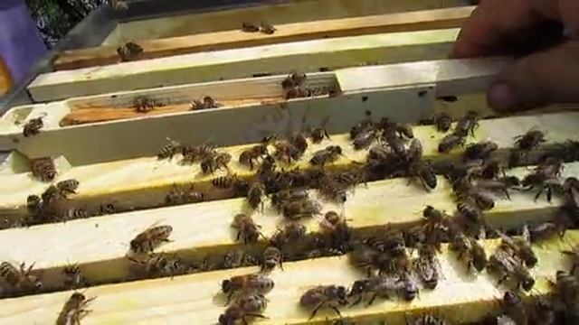 пчелы Элгон на ячейке 4,79 мм для малоформатного улья на рамку 285 х 230 - появился засев
