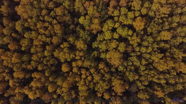 Музыка наполняет мир красками внутри и снаружи - Hollows Cove -- Ayla Nereo -- Play Me a Time