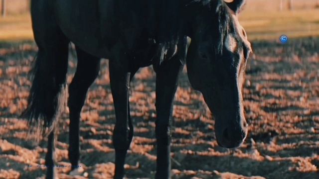 Сергей Грищук - Воспоминание /Memory (Version)
