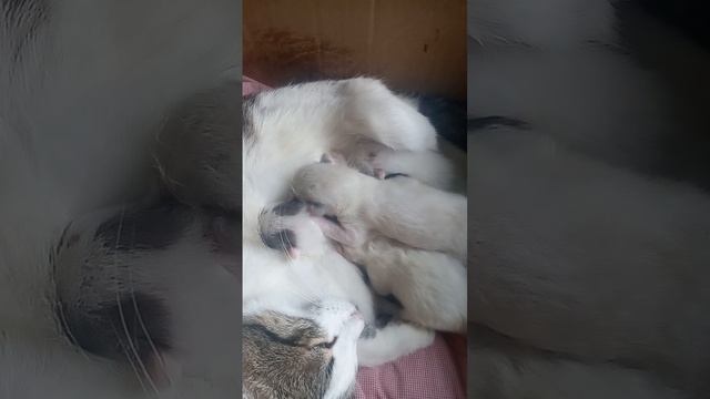 кошки