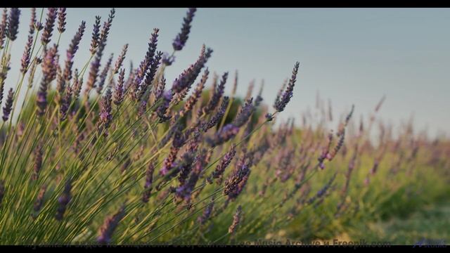 Виды завораживают, а музыка забирает прямо в сердце - Just For Fun -- Ketsa -- Abundance