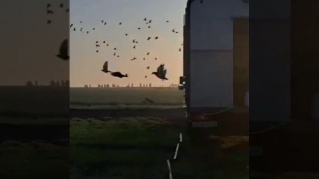 КГ Балашиха
Каменка 370км
1696 голубей 
Старт 5:00