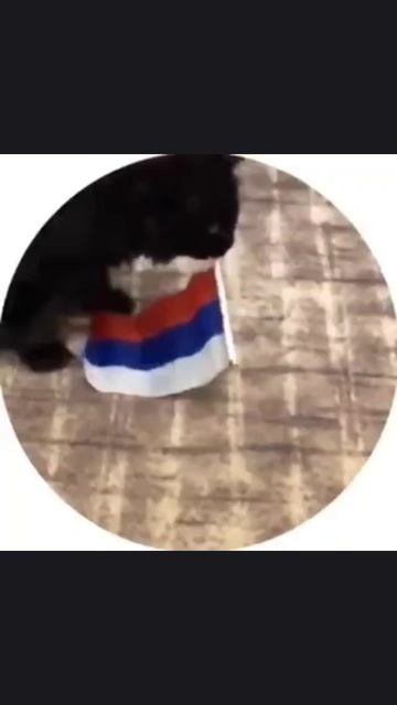 Кошка патриот 🇷🇺