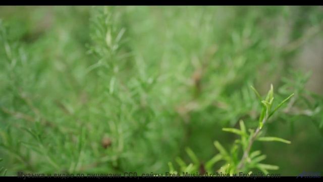 Глаза цепляются за кадры, уши ловят каждый аккорд - Champagne -- Quint Baker -- Psychic Catz Enochia